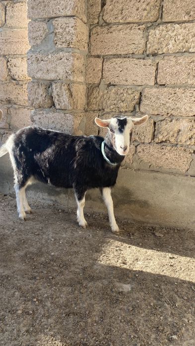 Ешкі сатылады Альпи санго