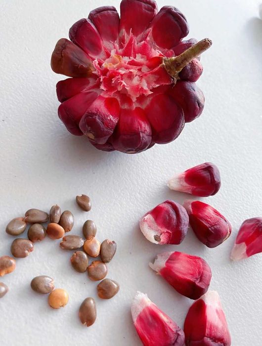 Kadsura cocconie kochatlari sotiladi sovuqga chidamli