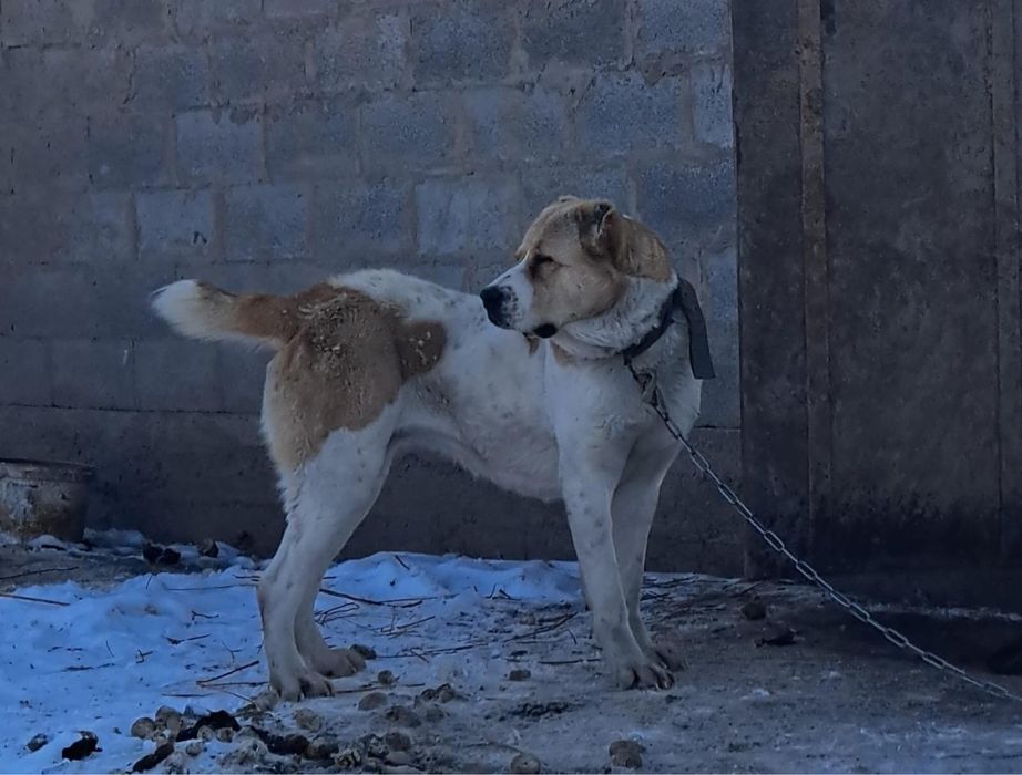 Пропала собака!!!