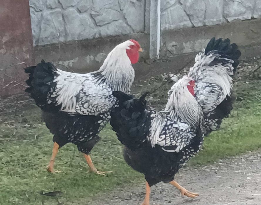 Cocoși Wyandotte și Gâște domestice Italia