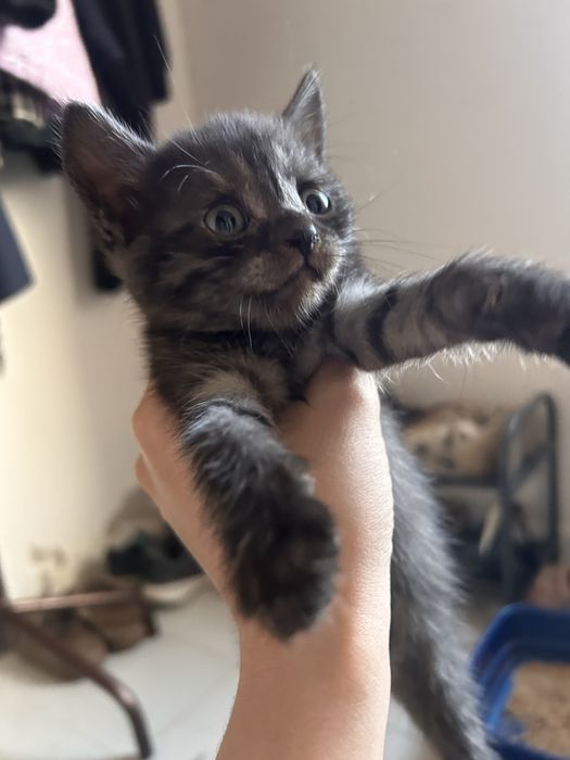 Отдам котёнка в добрые руки