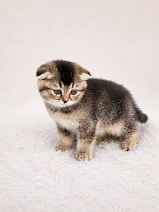 Шотландские вислоухие котята (Scottish Fold)