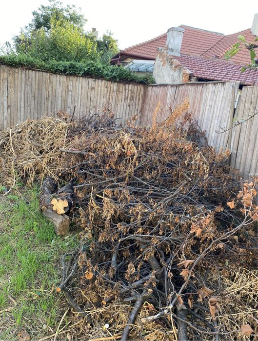 Servicii : transport moloz , debarasari , golili , defrisari vegetale