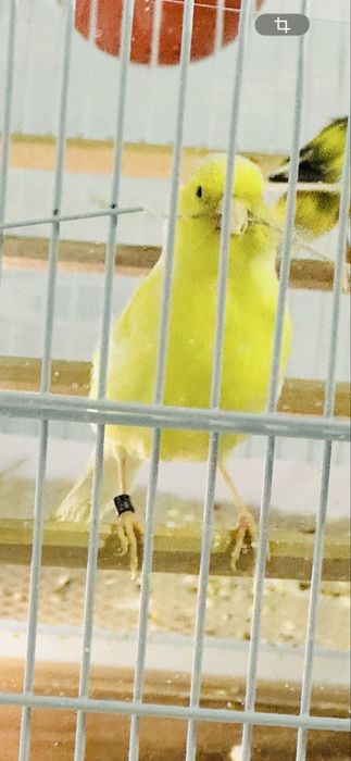Femela Canari Timbrado