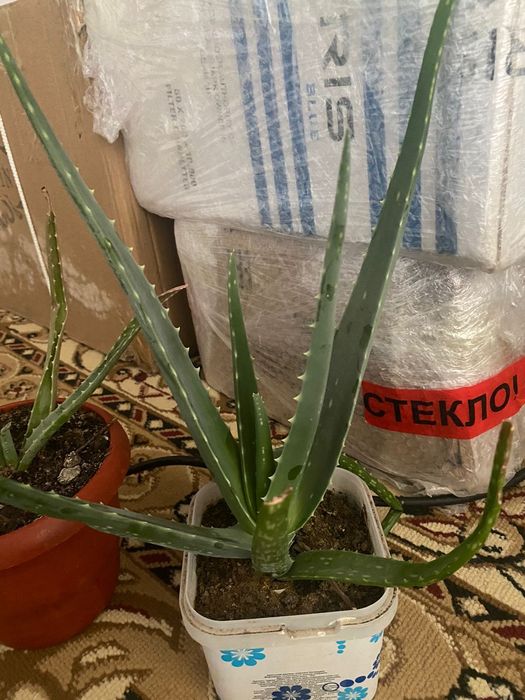 Алоэ гүлдер сатыладыы