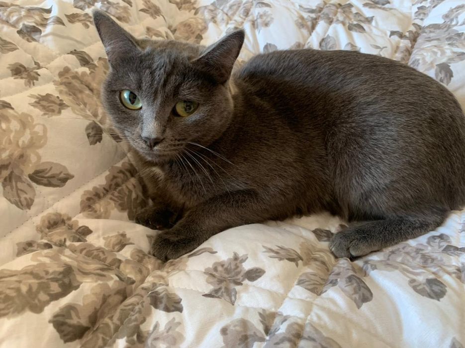 Отдам в добрые заботливые руки