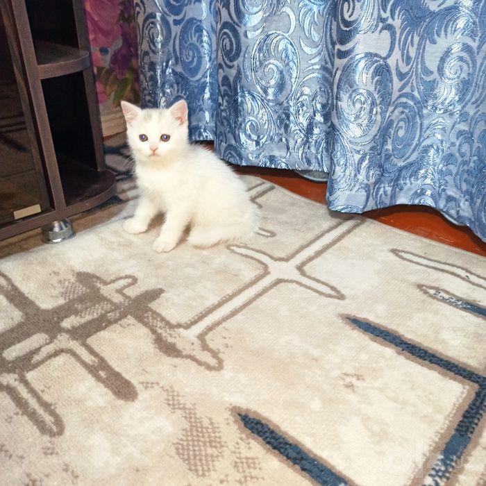 Милые Скоттиш страйтики