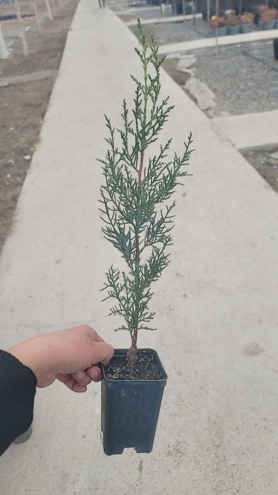 Аризонский кепарис (Италия)