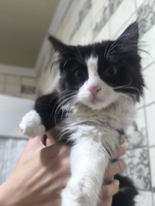 Отдам в хорошие руки.