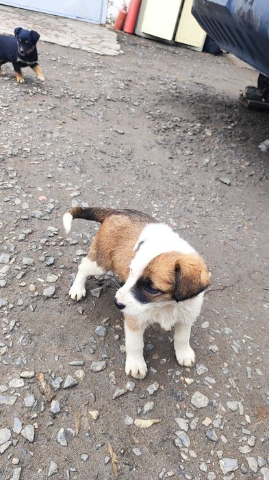 отдам щенков в добрые руки