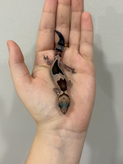 Гемитекониксы гекконы