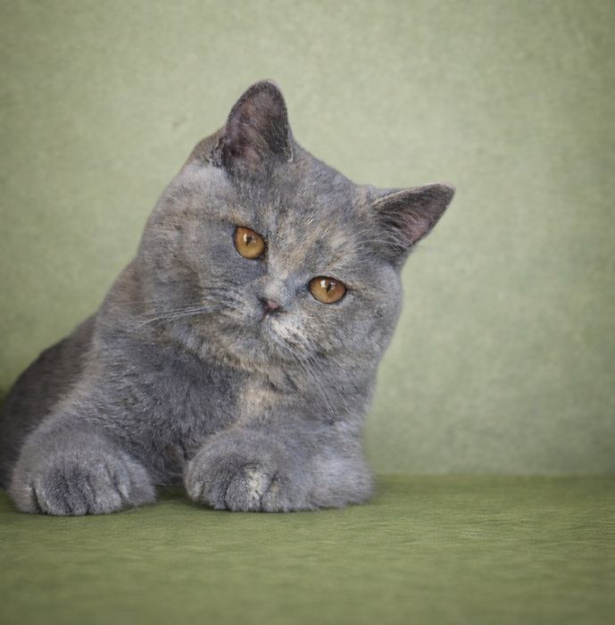 Femelă british adultă