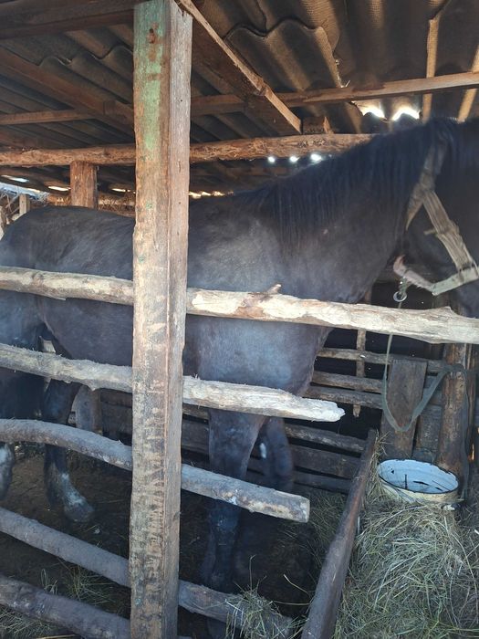 Жеребец табунный