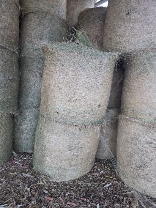 Vîndut baloți de lucernă coasa 3