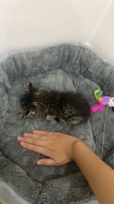 Отдам котенка в добрые руки