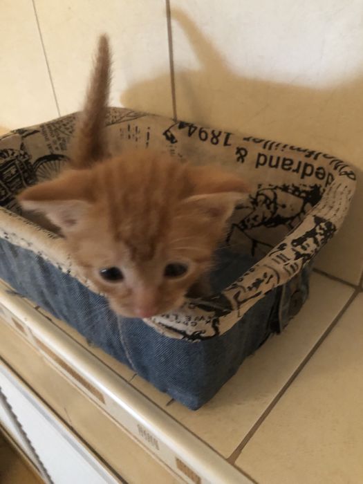 Отдам котят 2 месяца