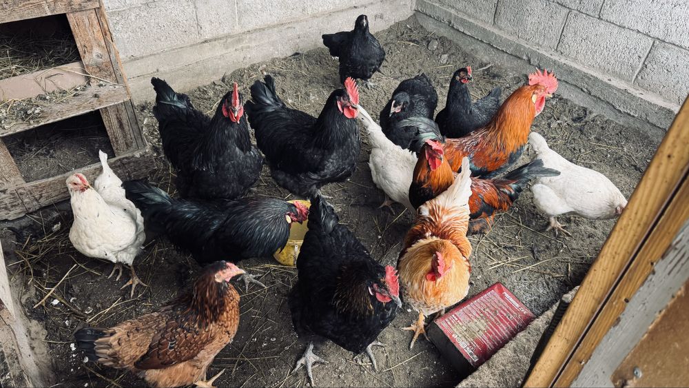 Әтештер сатылат жас 5000мыңнан.