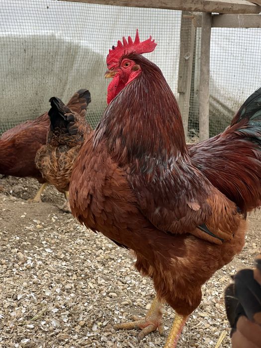 Жўжа сотилади ханхяп тавуқ жўжаси тозза зотли тавуқлар