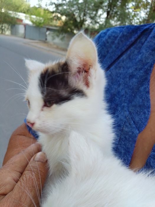 Котята ищут ДОБРЫЙ ДОМ