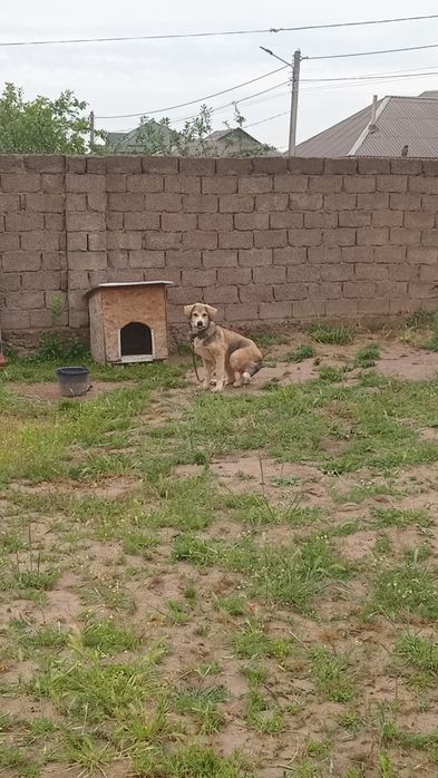 Алабаи 1 жасқа толмаган алы