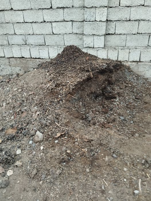 Сотилади куй гунги  1 коп нархи