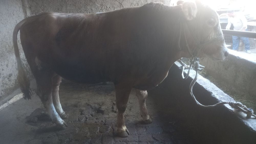 Бука сотилади гибрид лимузин