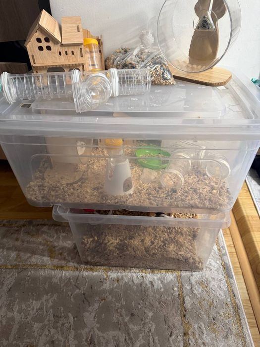 хомяк джунгарский