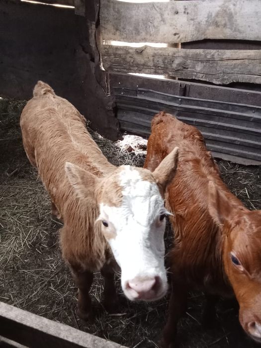 Продаются телята