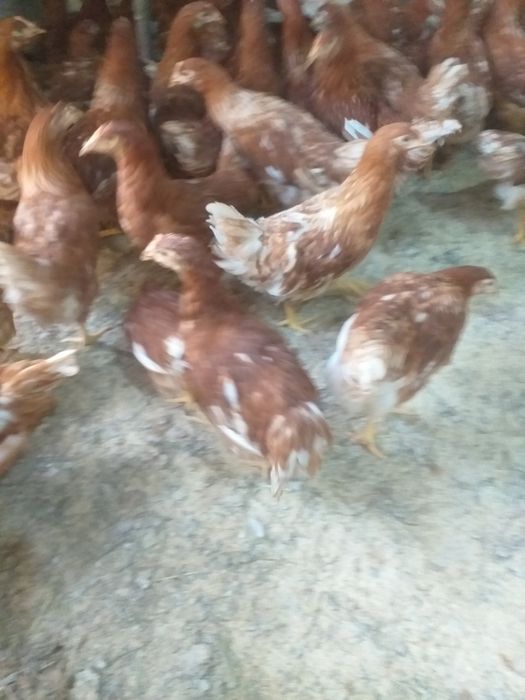 Avem puicuțe ouătoare!!!
