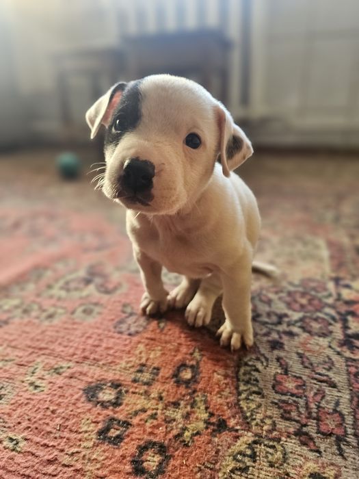 Стаффордширский терьер | стаф