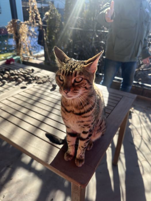 Кошка Бенгальская