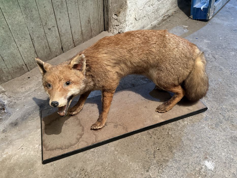 Продавам препарирана лисица