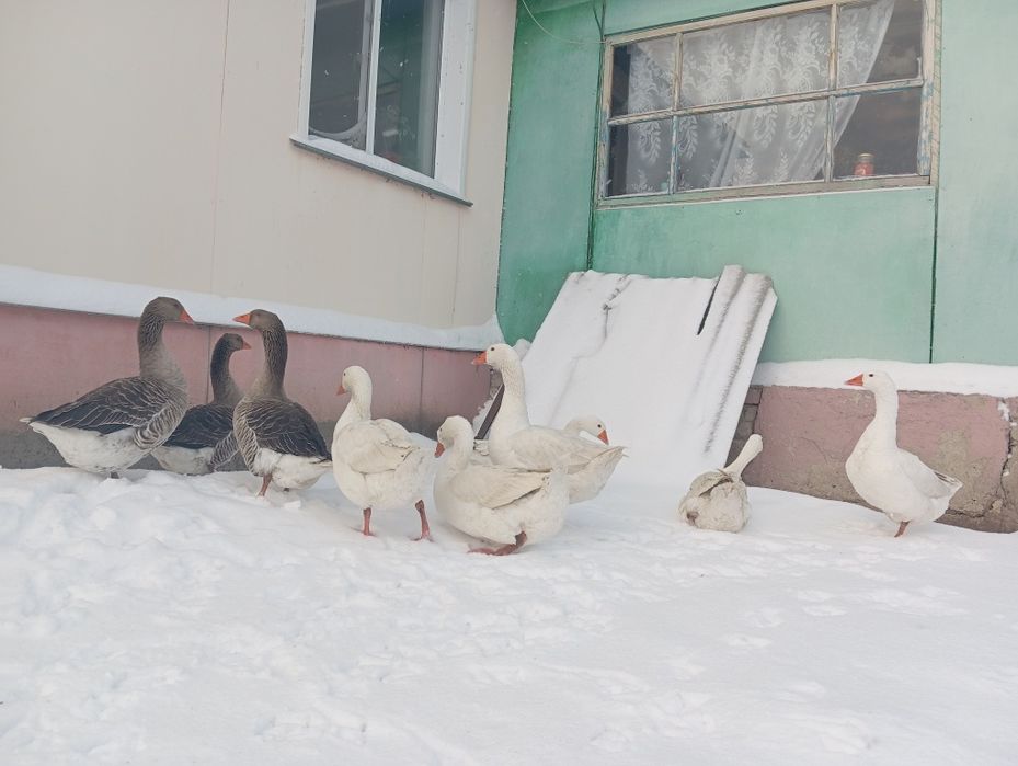 Гуси тяжёлых кросов