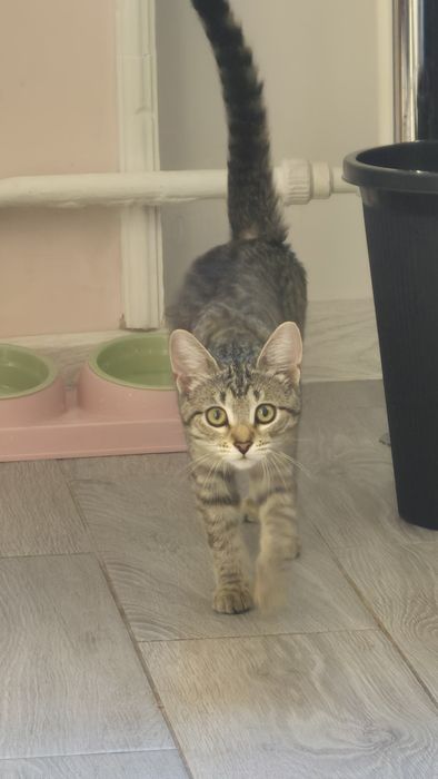 Породистый котенок