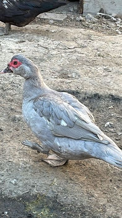 Продам семейку индоутки окрас Лаванды