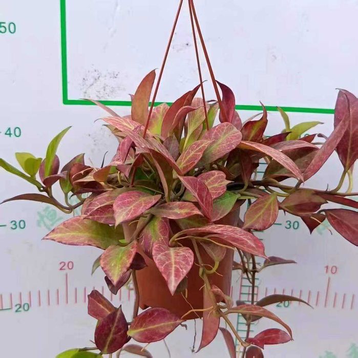 Гуллар сотилади, оптом нархларда.