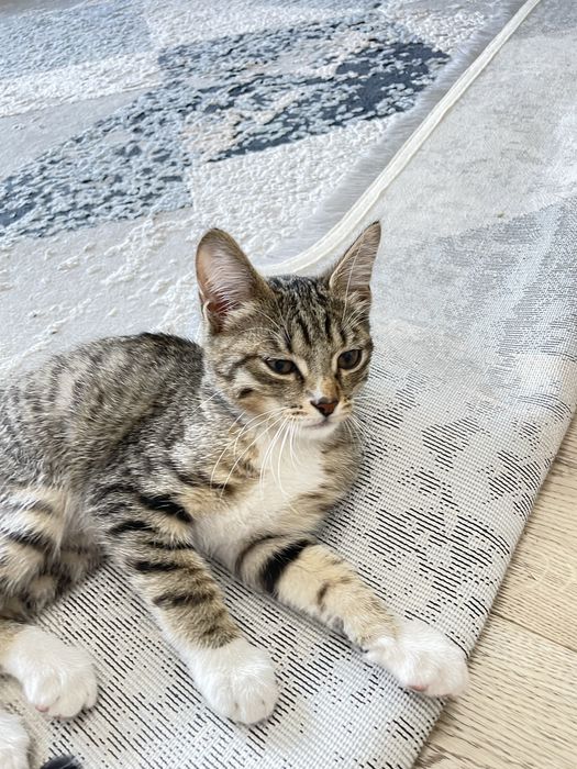 Отдам котенка в добрые руки