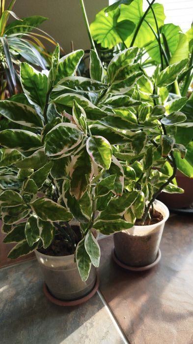 Комнатные растения