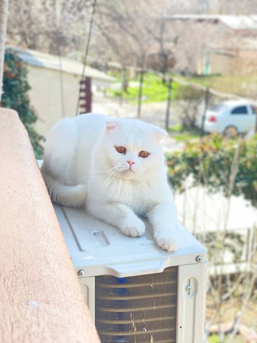 Mr. Muiz кот для вязки