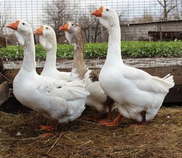 Яйцо инкубационное гусей . Доставка.