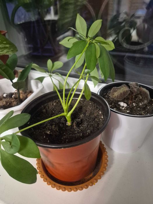 Комнатные  цветы