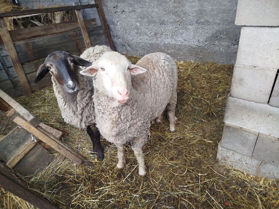 Баран мальчик меринос