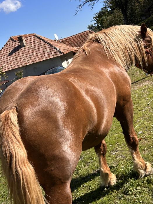 Armasar de 4 ani de vanzare,linia miuțescu sau schimb cu diverse