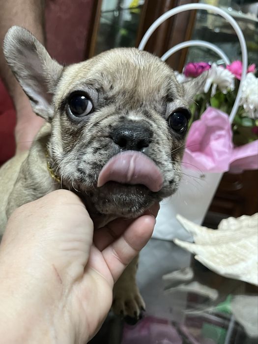 Эксклюзивные французики