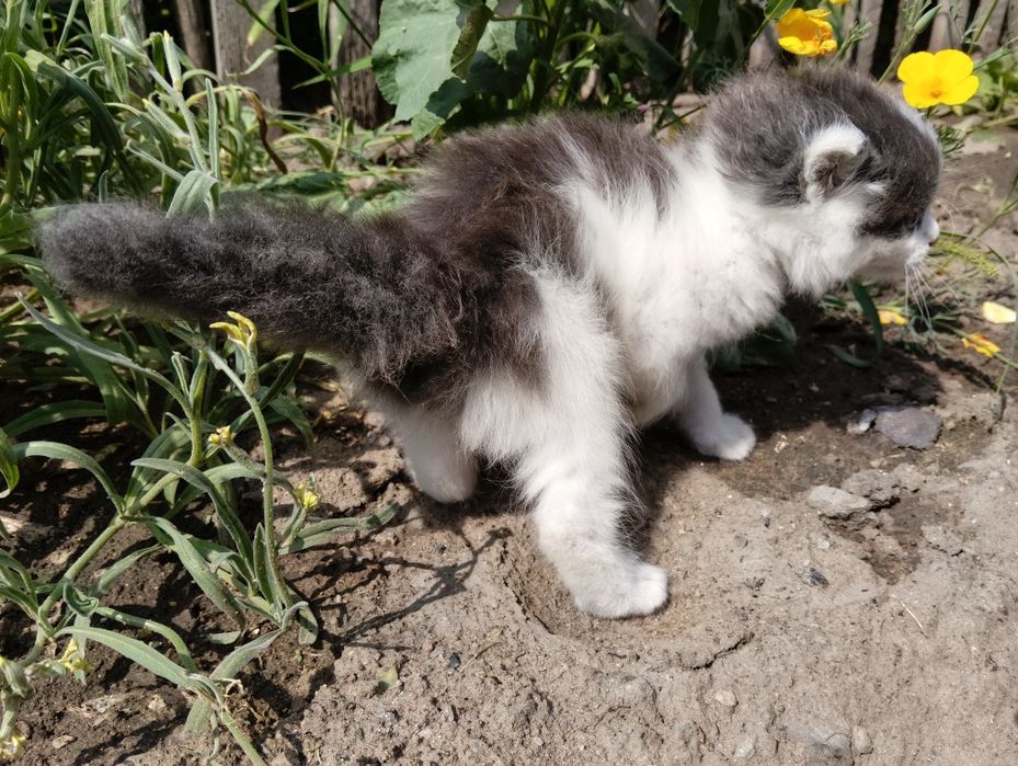 Очаровательные котята в добрые руки.