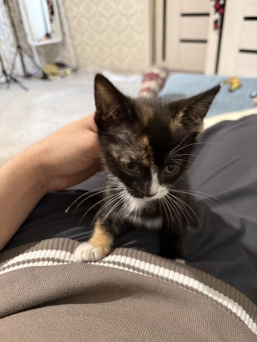 Котенок 3-4 месяца