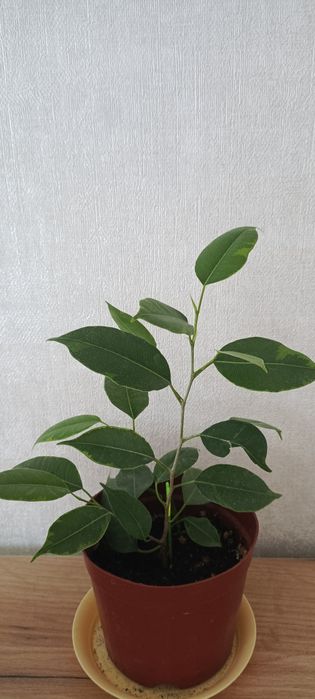 Комнатные растения фикусы