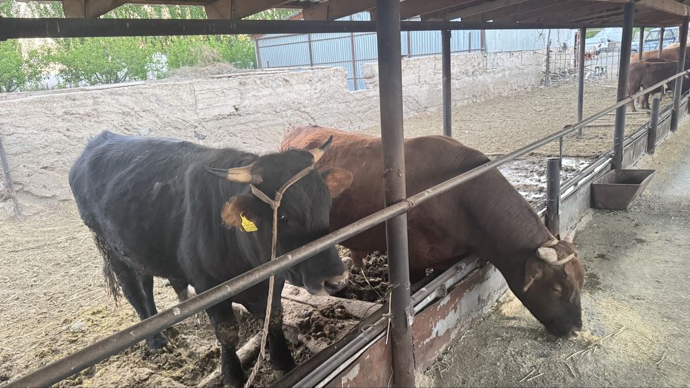 Бұқалар! Бычки!!!