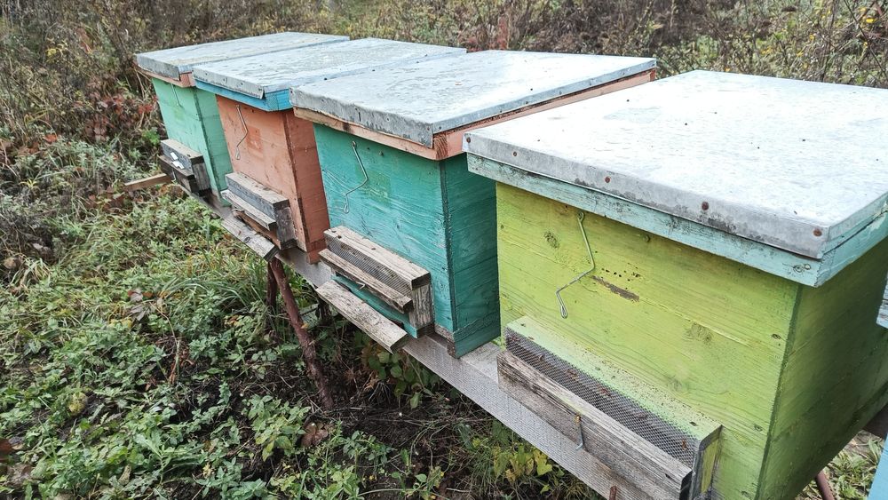 Vând lazi albine 10rame