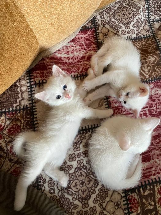 Турецкие  Ангоры